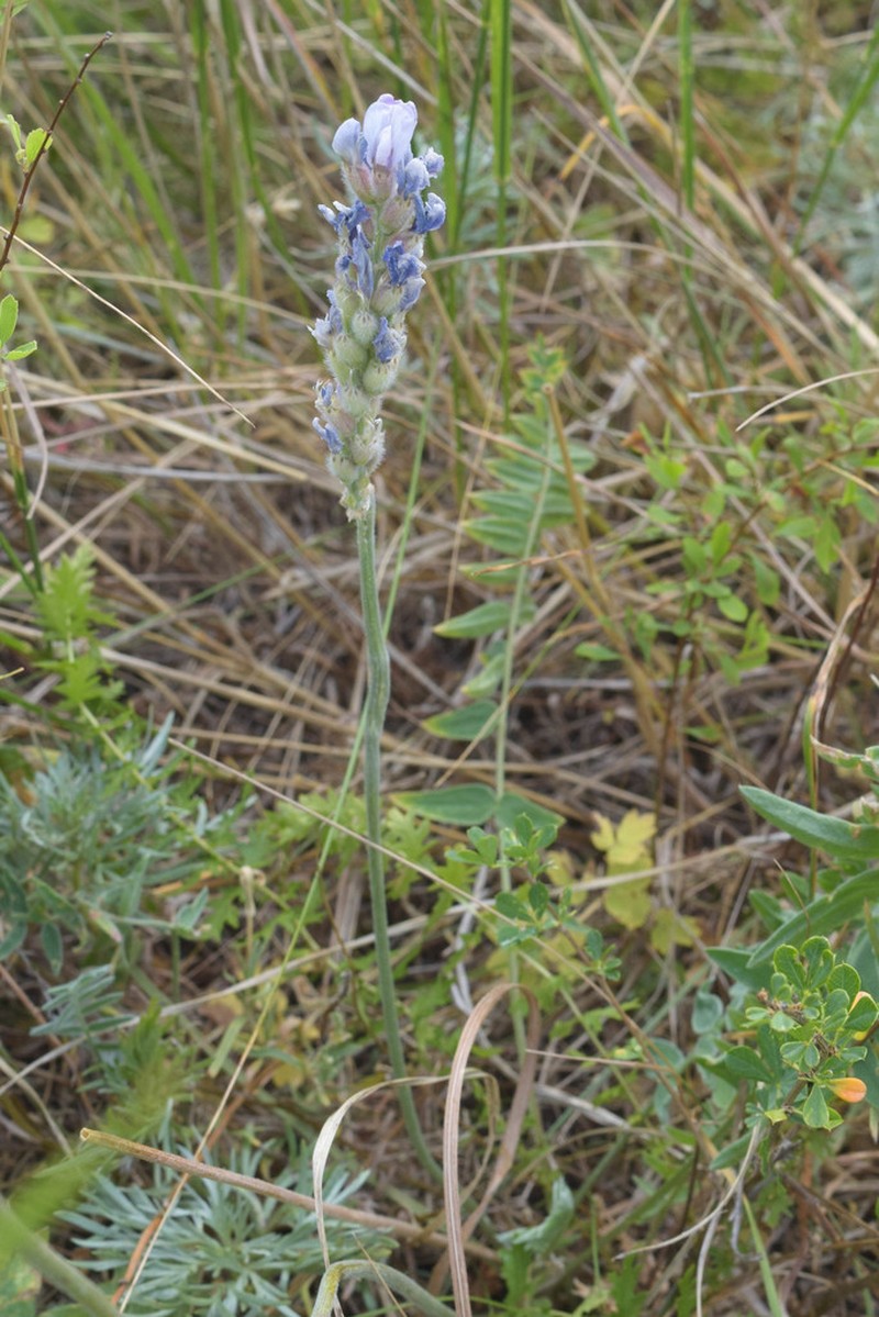 Oxytropis spicata photo 6
