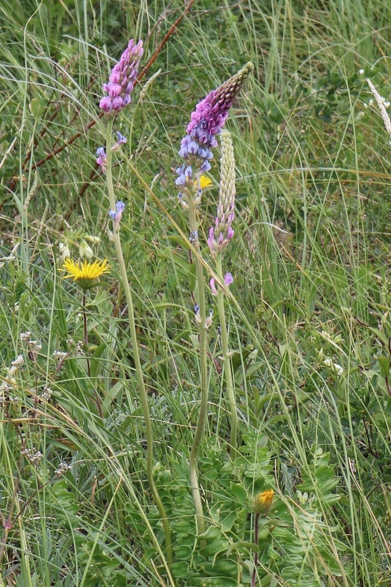 Oxytropis spicata photo 7