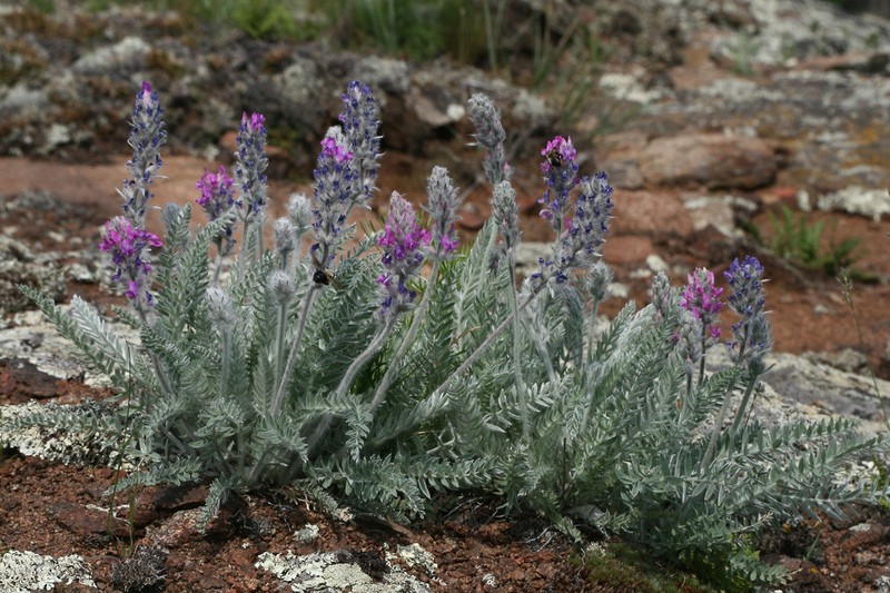 Showy Locoweed