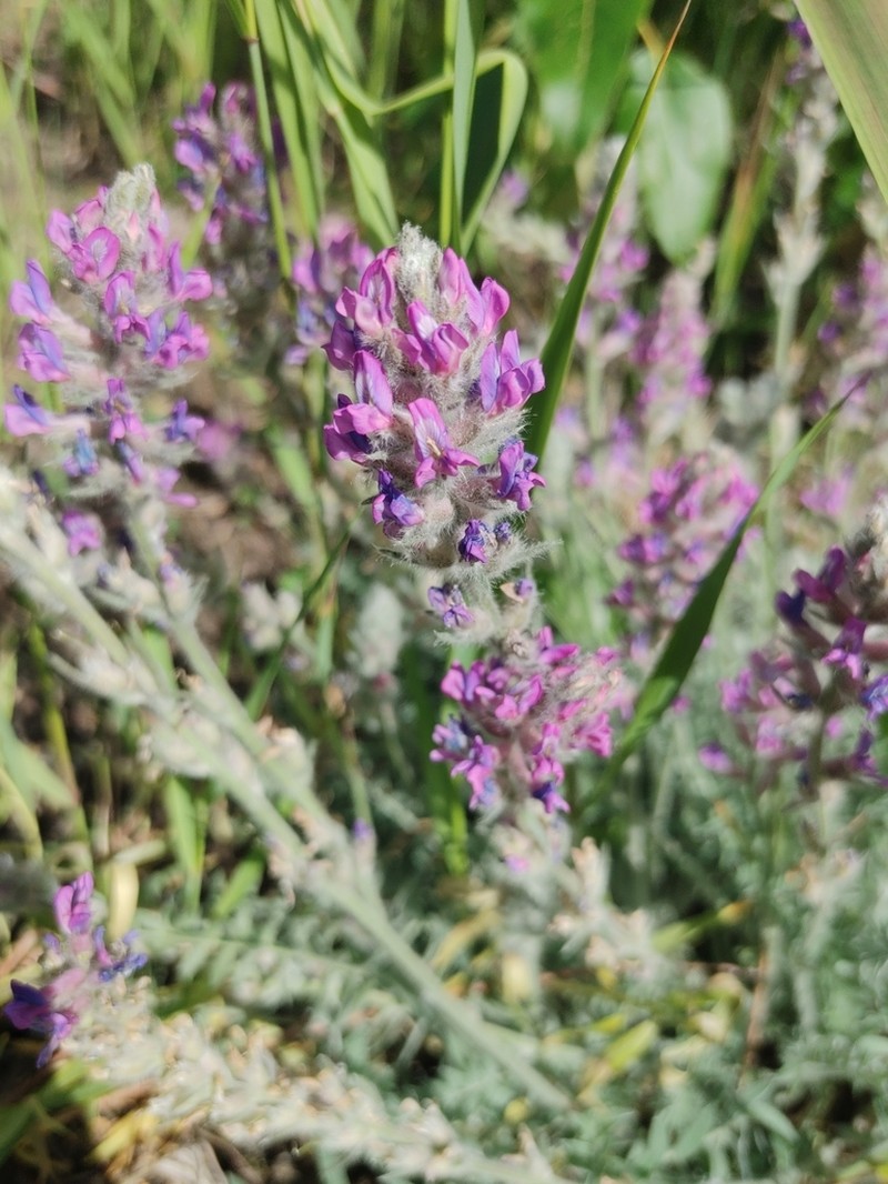 Showy Locoweed photo 2