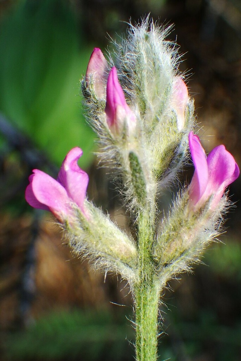 Showy Locoweed photo 3