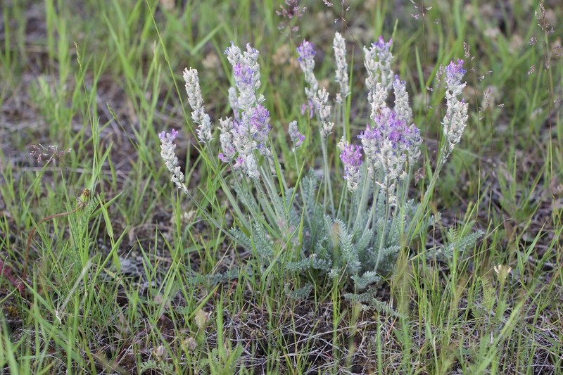 Showy Locoweed photo 4