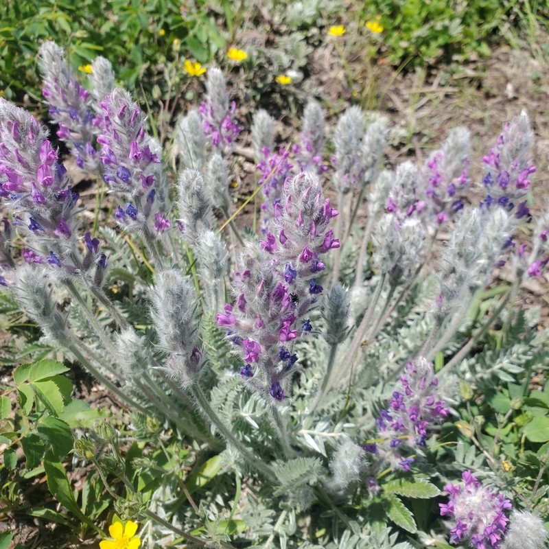 Showy Locoweed photo 5