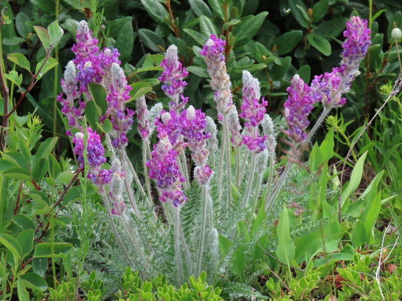 Showy Locoweed photo 6