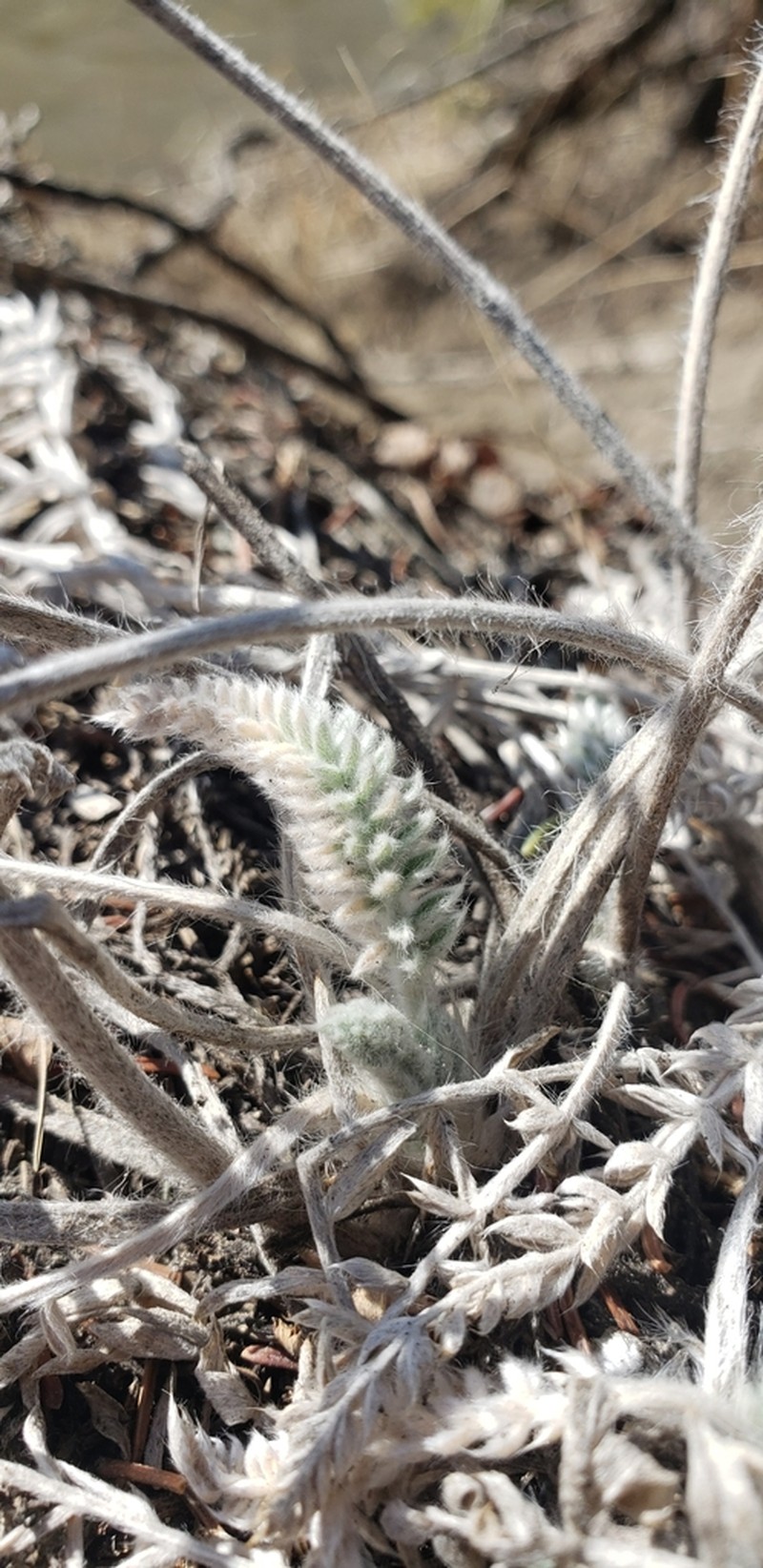 Showy Locoweed photo 7