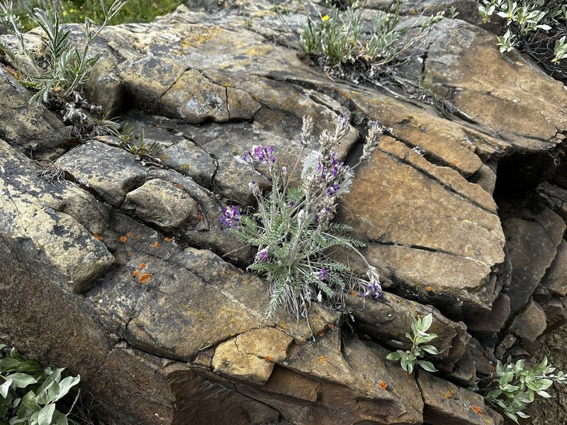 Showy Locoweed photo 8