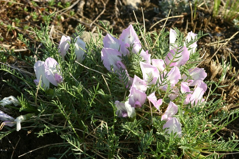 Oxytropis squammulosa photo 2