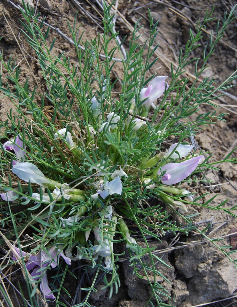 Oxytropis squammulosa photo 3