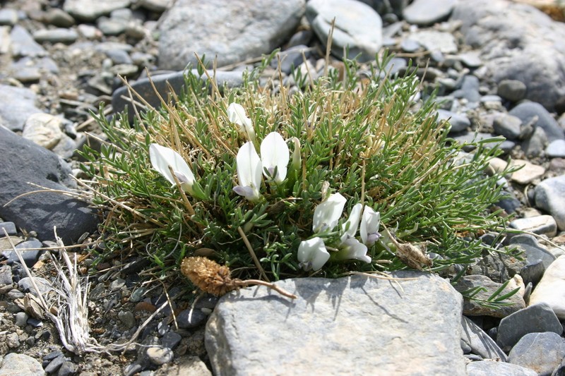Oxytropis squammulosa photo 4