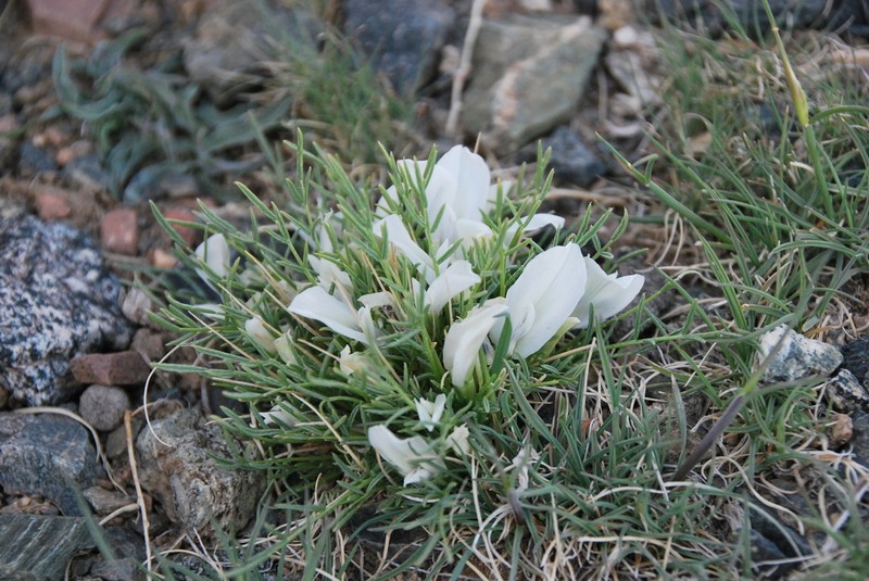 Oxytropis squammulosa photo 5