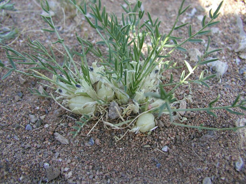 Oxytropis squammulosa photo 6