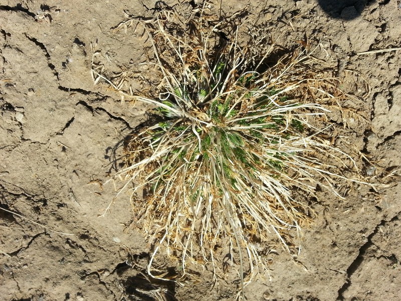 Oxytropis squammulosa photo 7
