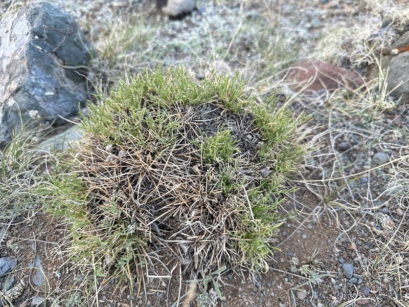 Oxytropis squammulosa photo 8
