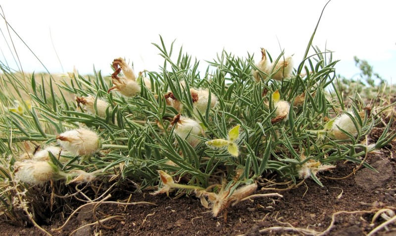 Oxytropis stenofoliola photo 2