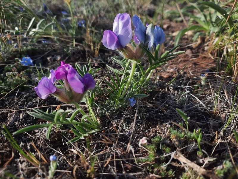 Oxytropis stenofoliola photo 3