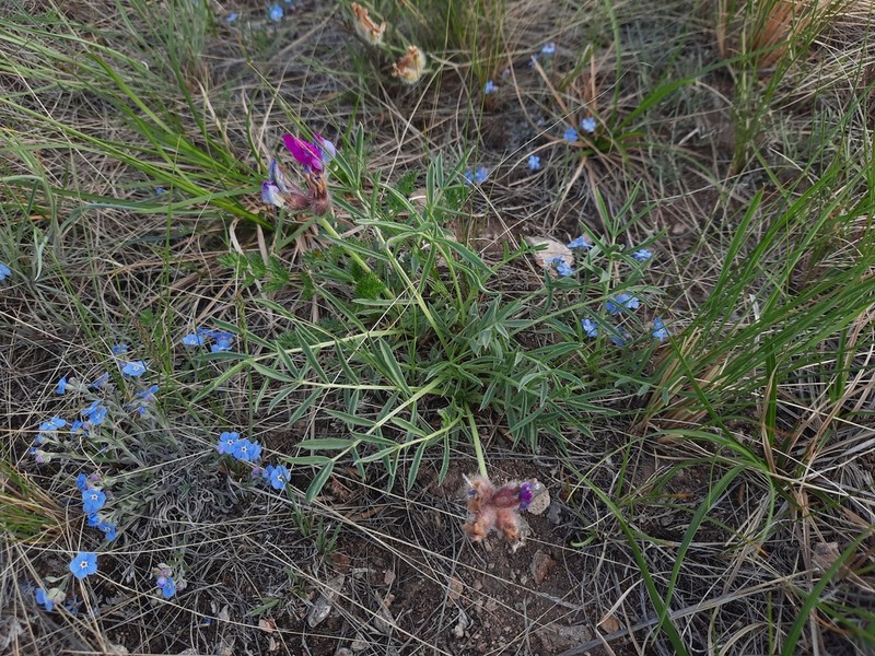 Oxytropis stenofoliola photo 4