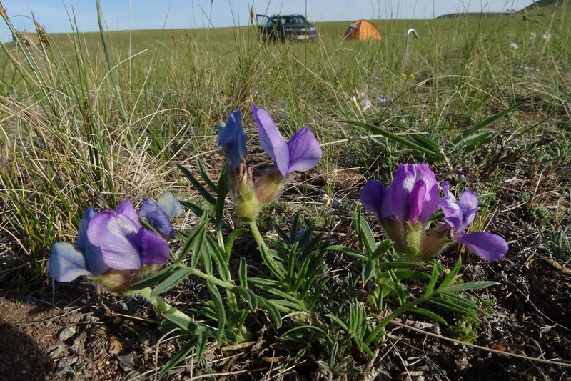 Oxytropis stenofoliola photo 5