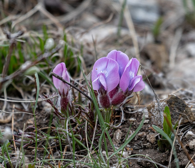 Oxytropis stenofoliola photo 6