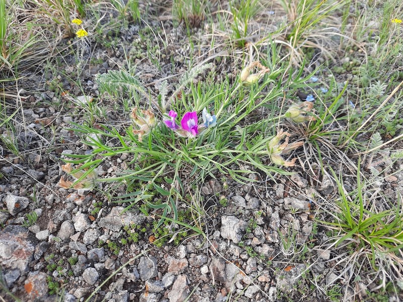 Oxytropis stenofoliola photo 7