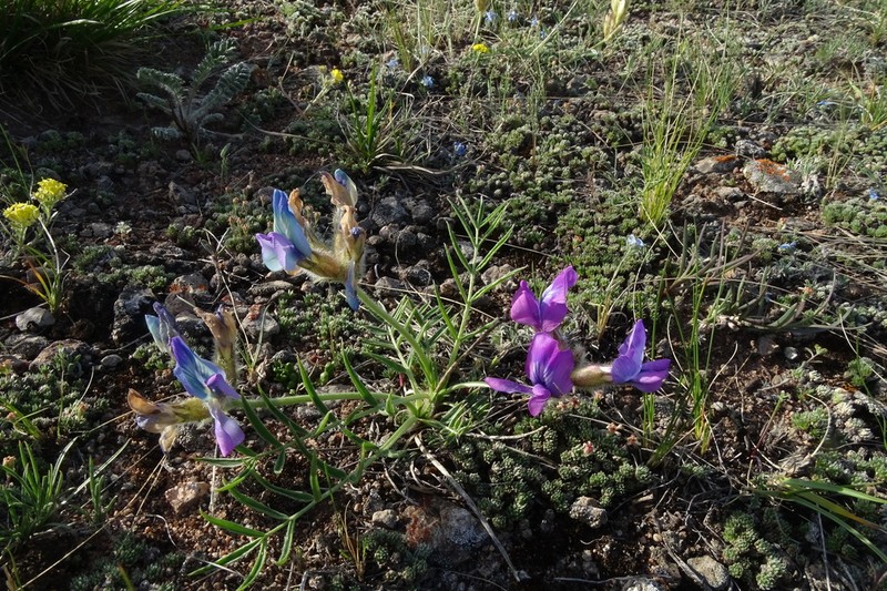 Oxytropis stenofoliola photo 8