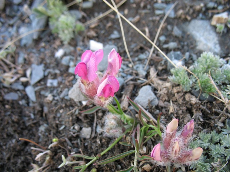 Oxytropis stenophylla photo 2
