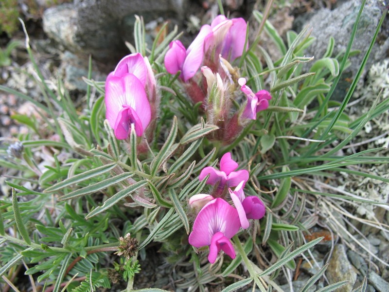 Oxytropis stenophylla photo 3
