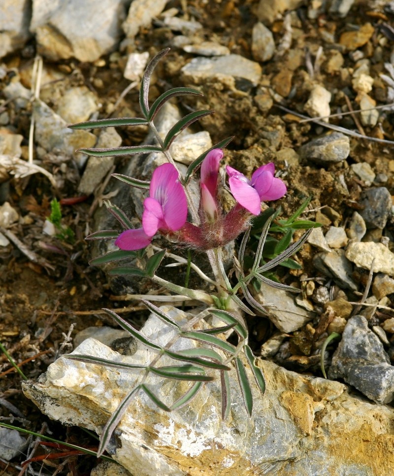 Oxytropis stenophylla photo 4