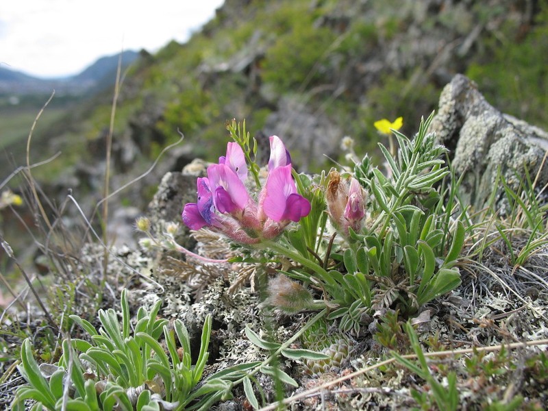 Oxytropis stenophylla photo 5