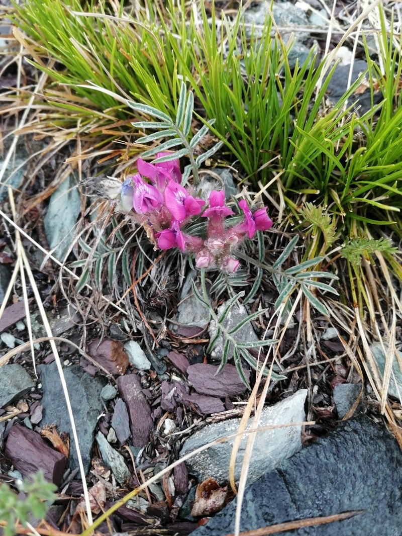Oxytropis stenophylla photo 6
