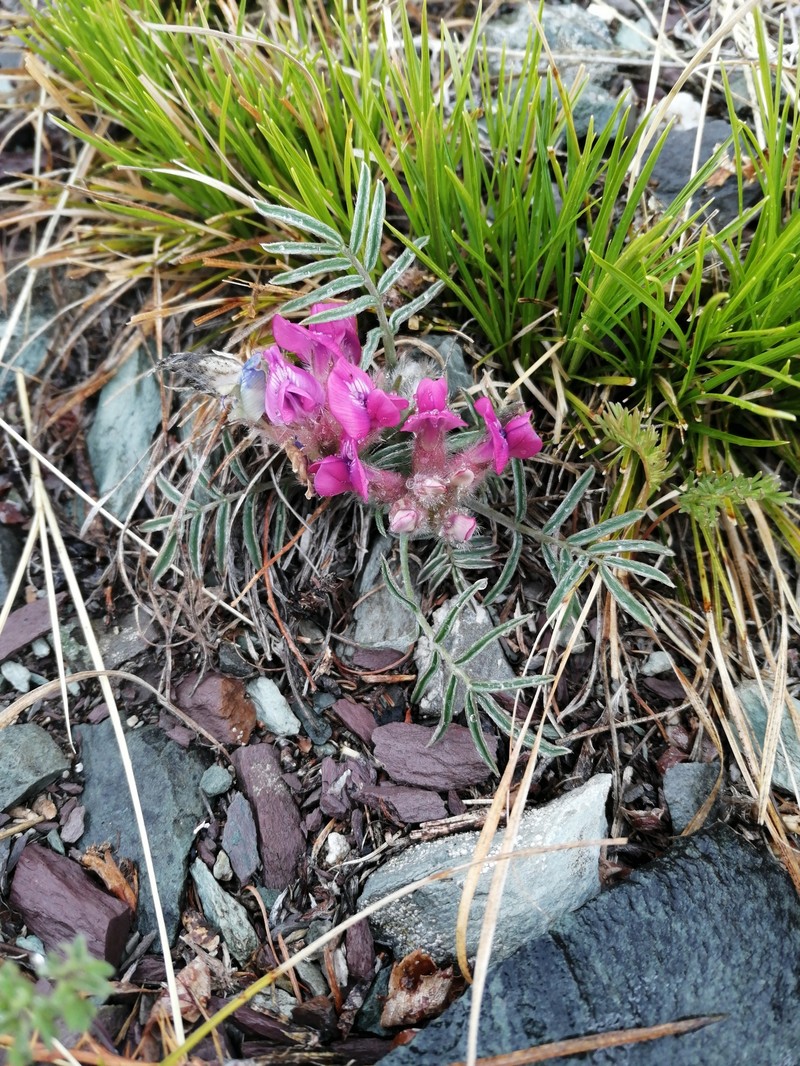Oxytropis stenophylla photo 7