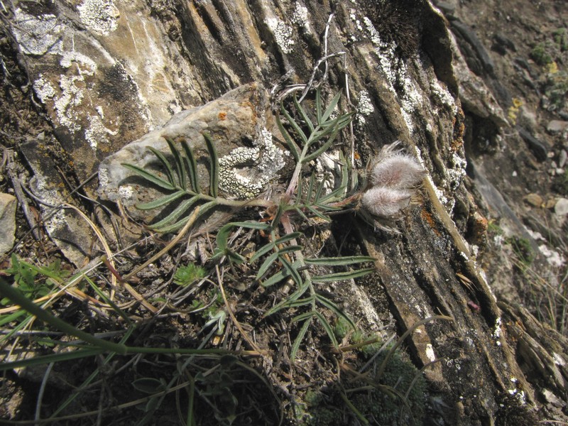 Oxytropis stenophylla photo 8