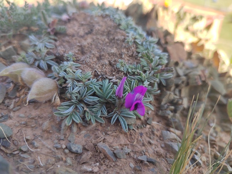 Oxytropis stracheyana