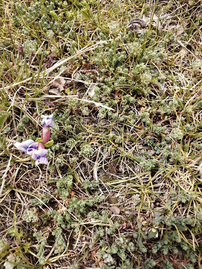 Oxytropis stracheyana photo 2