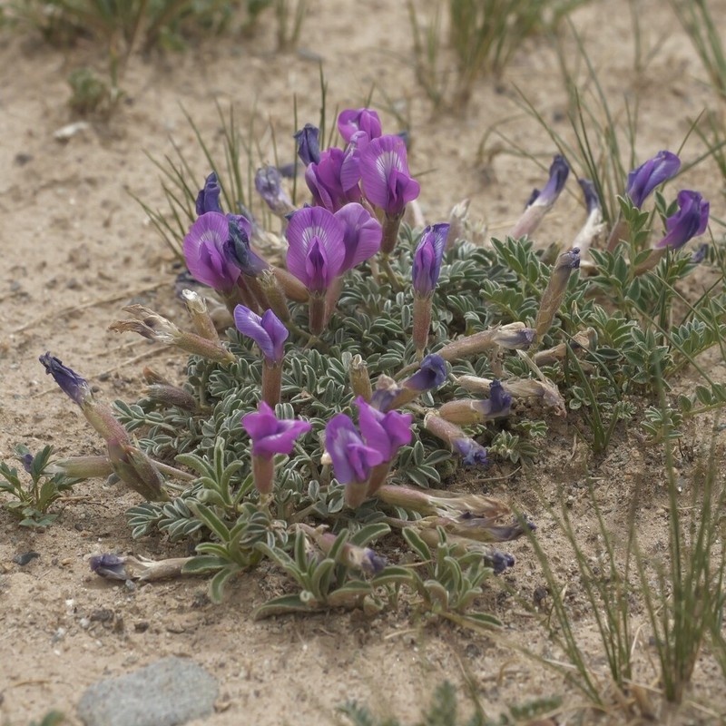 Oxytropis stracheyana photo 3