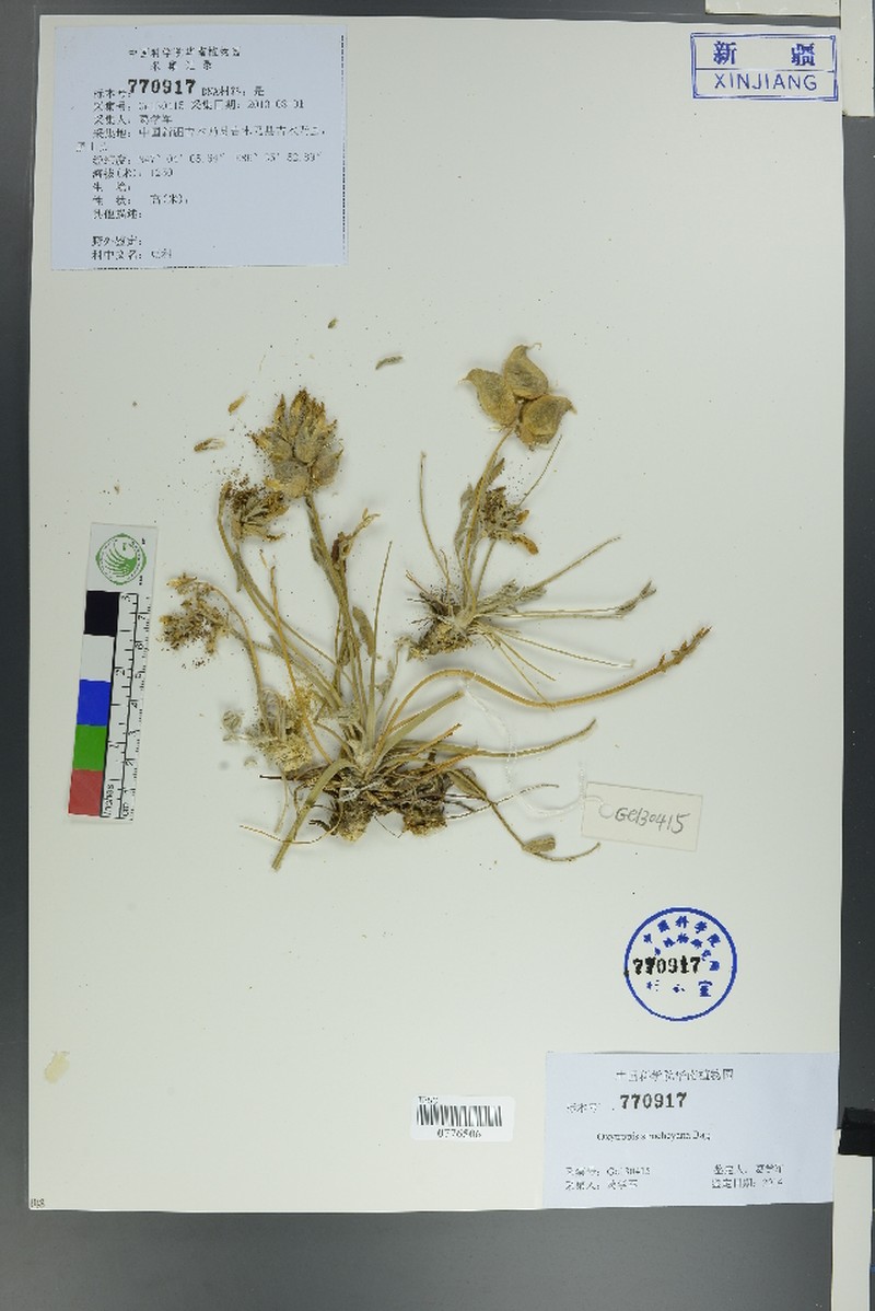Oxytropis stracheyana photo 4