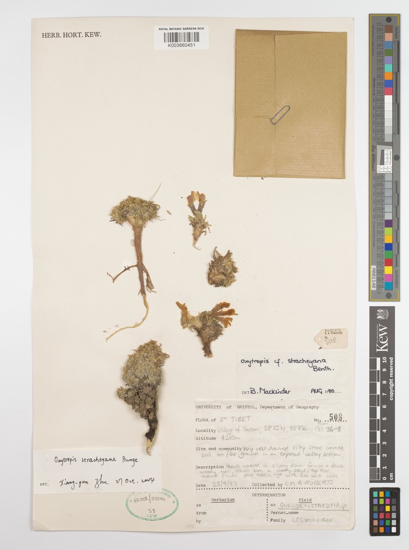 Oxytropis stracheyana photo 5