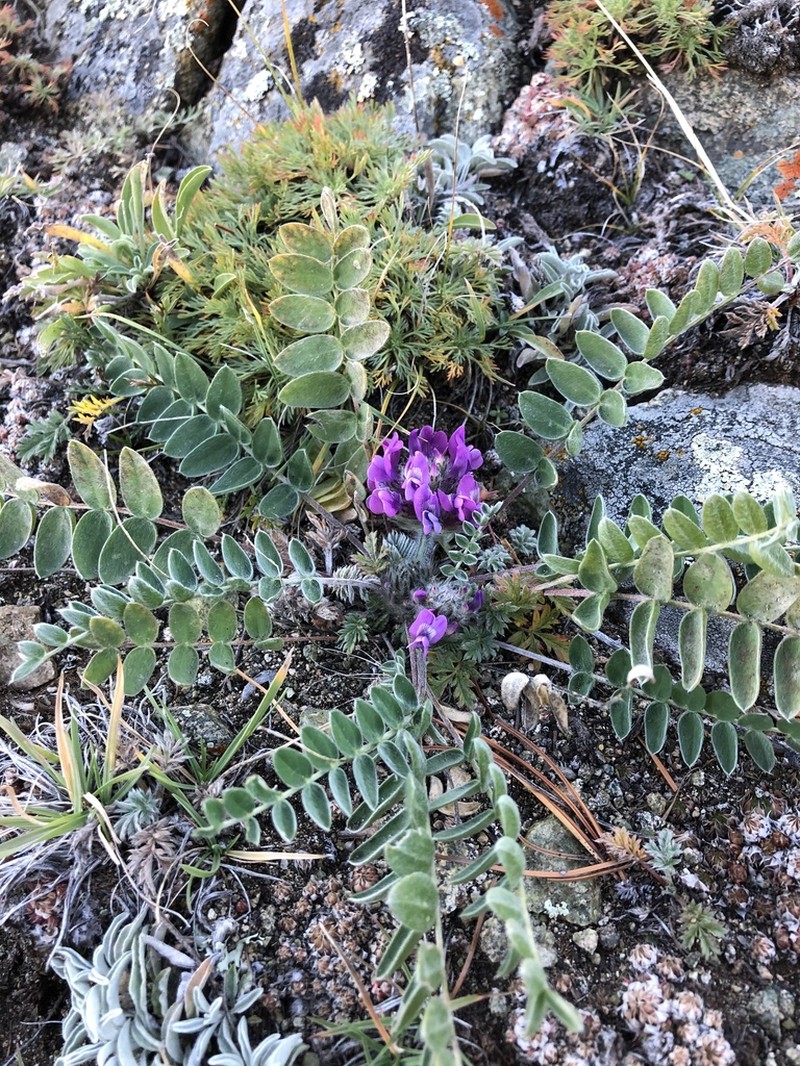 Oxytropis strobilacea