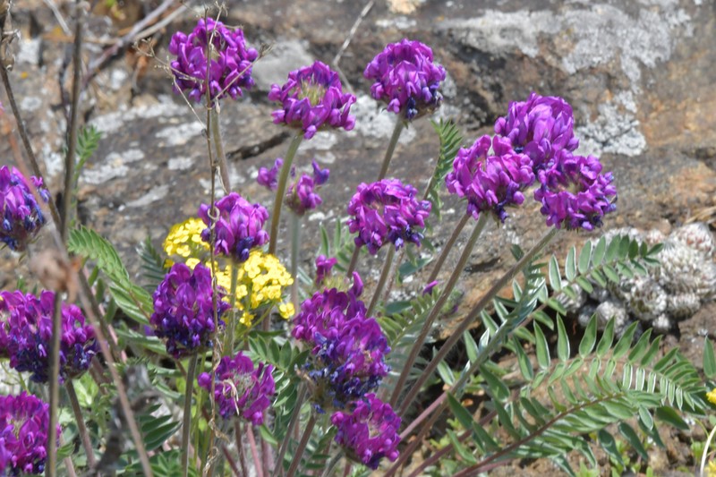 Oxytropis strobilacea photo 2