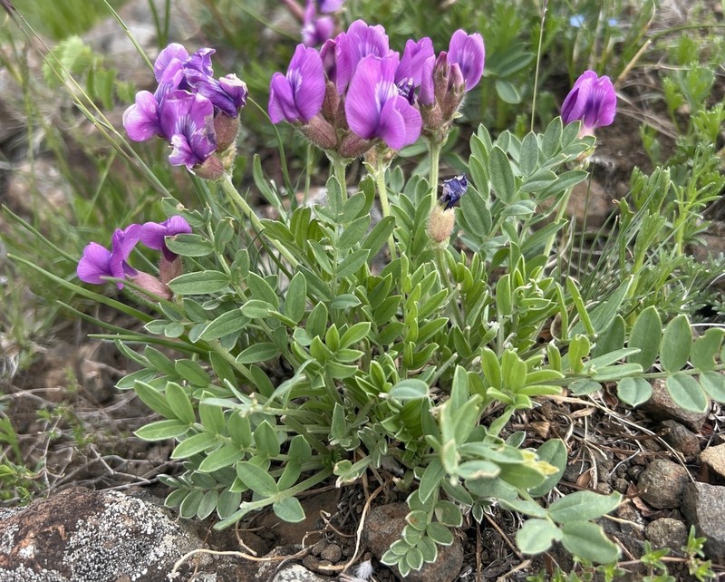 Oxytropis strobilacea photo 3