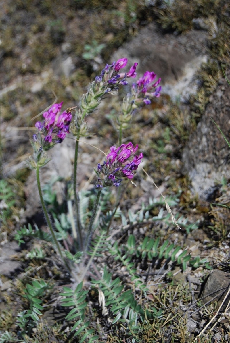 Oxytropis strobilacea photo 4