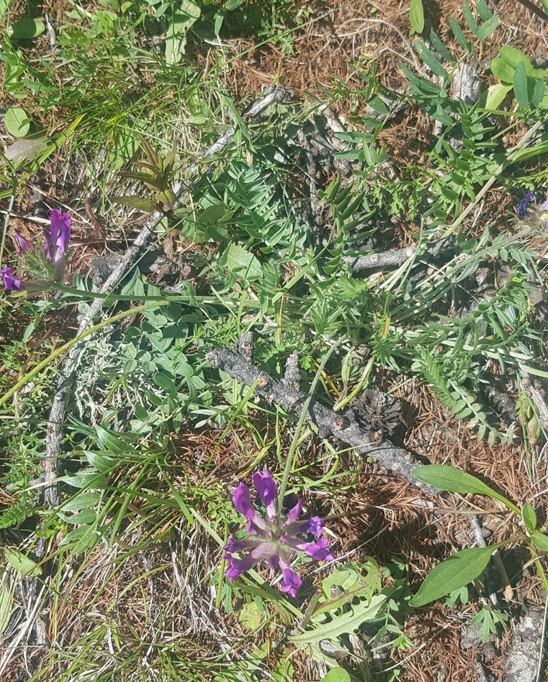 Oxytropis strobilacea photo 5
