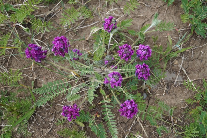Oxytropis strobilacea photo 6