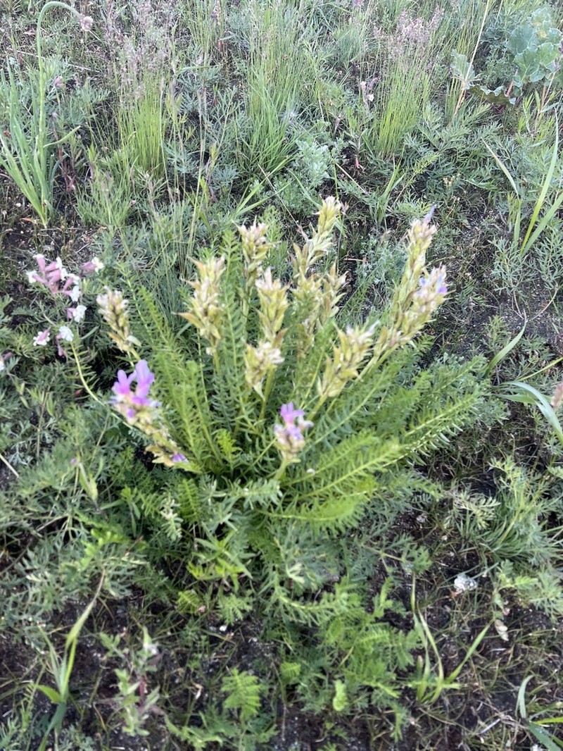 Oxytropis strobilacea photo 7