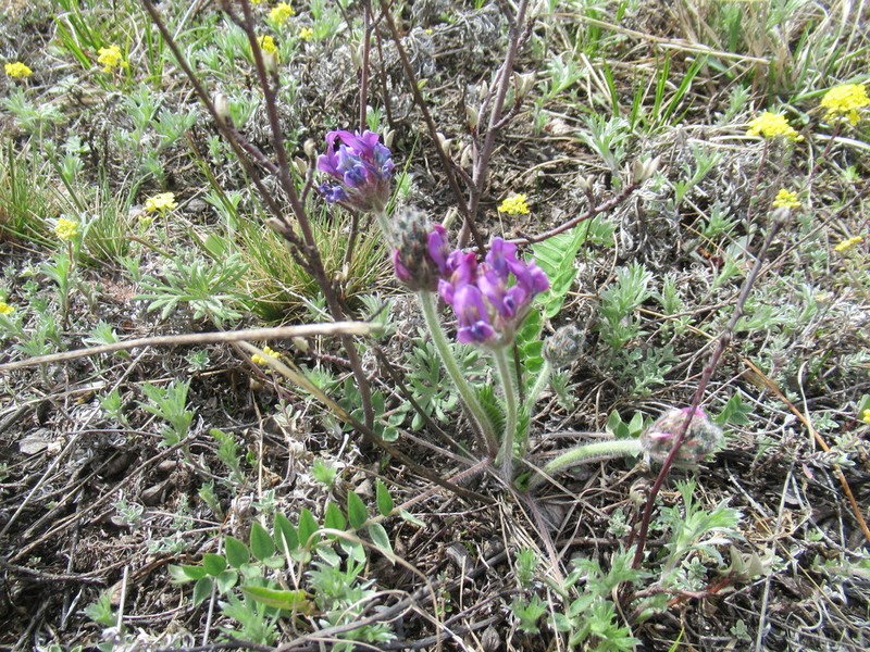 Oxytropis strobilacea photo 8