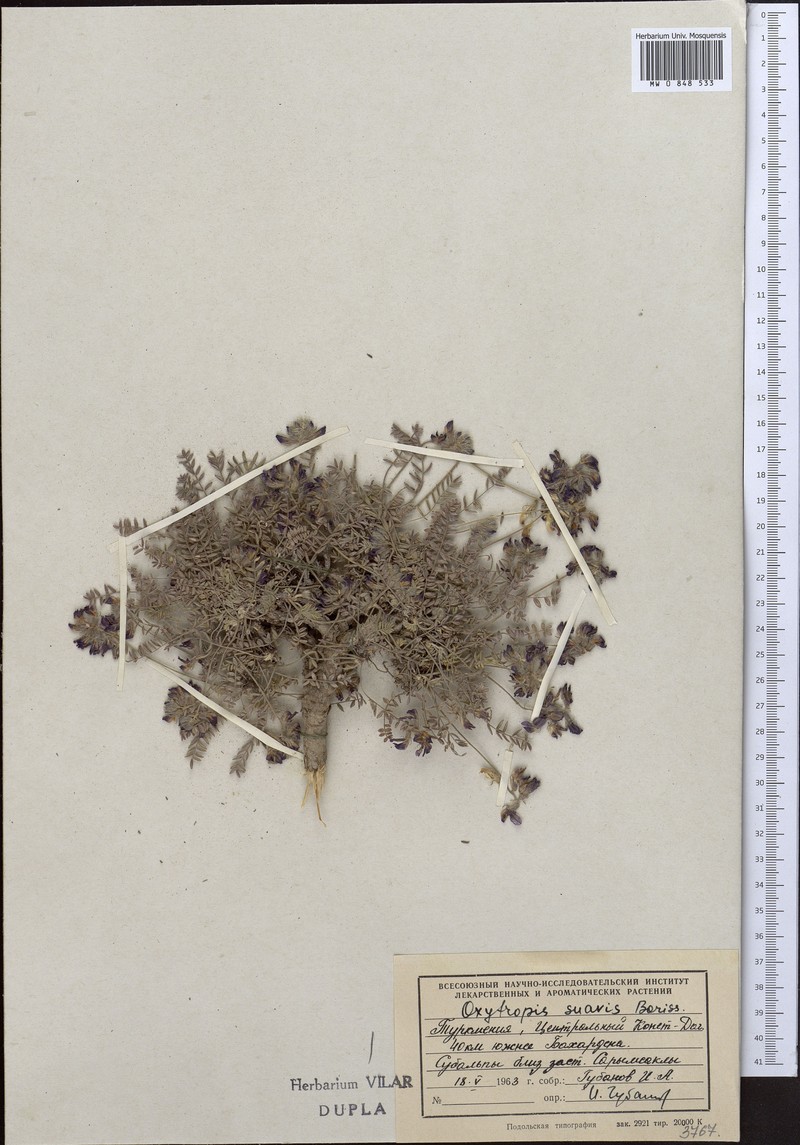 Oxytropis suavis photo 2