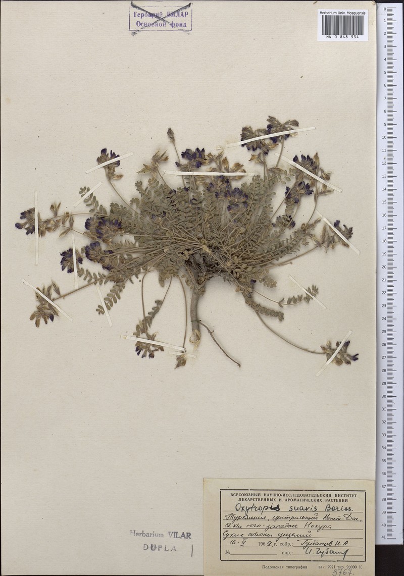 Oxytropis suavis photo 3
