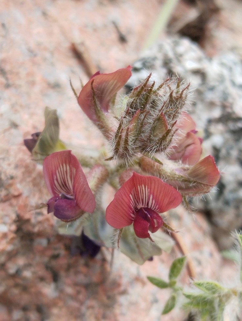 Oxytropis submutica