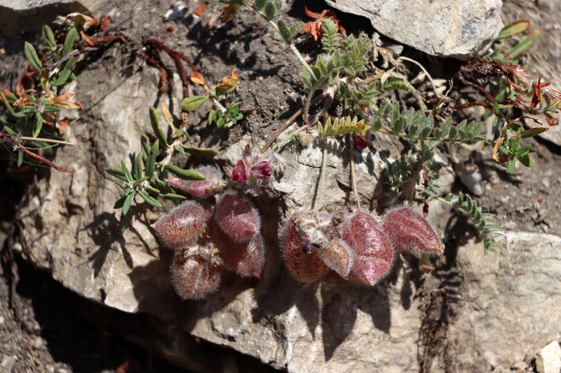 Oxytropis submutica photo 2