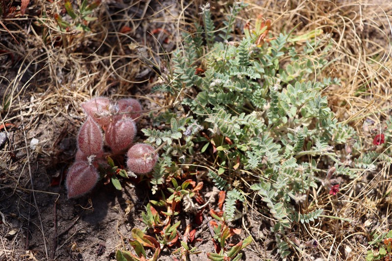 Oxytropis submutica photo 3