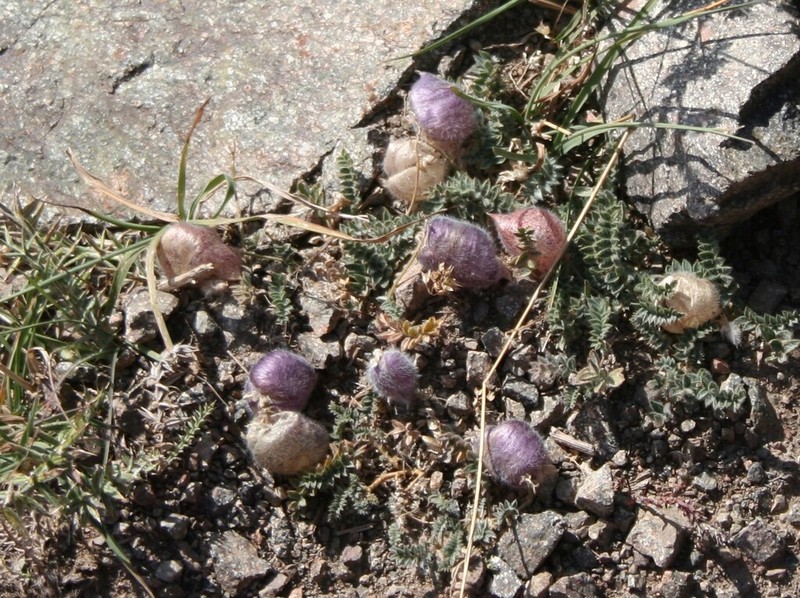 Oxytropis submutica photo 5